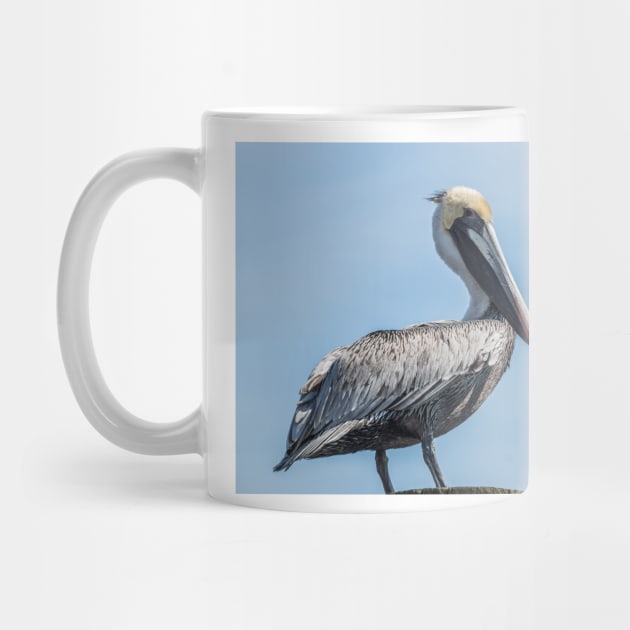 Awesome Pelican by KensLensDesigns